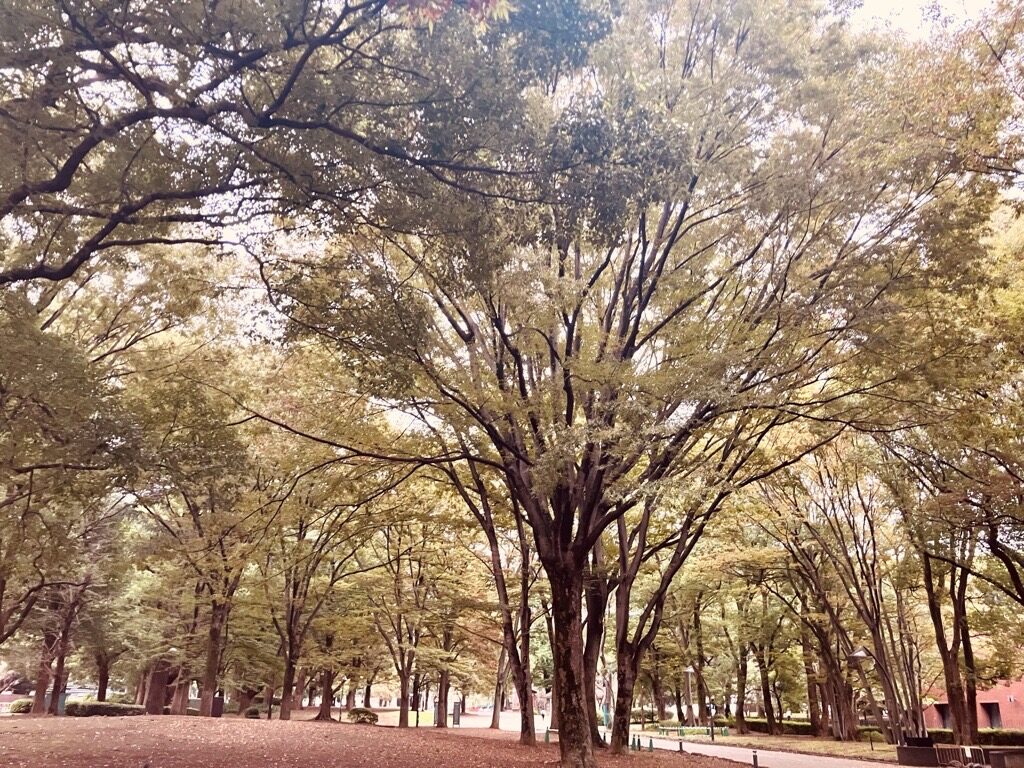 早朝ジョグ